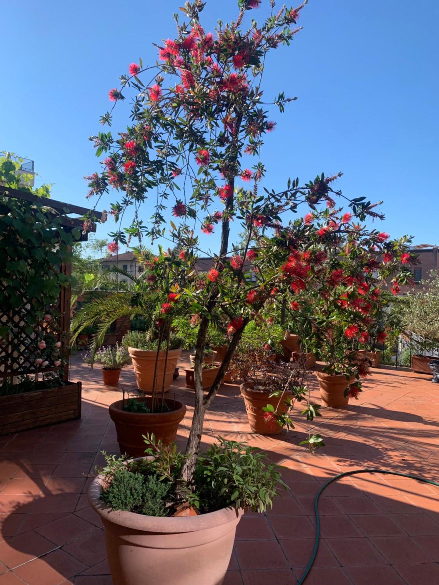 Ferienwohnung La Terrazza Da Ernestina Lucca Exterior foto