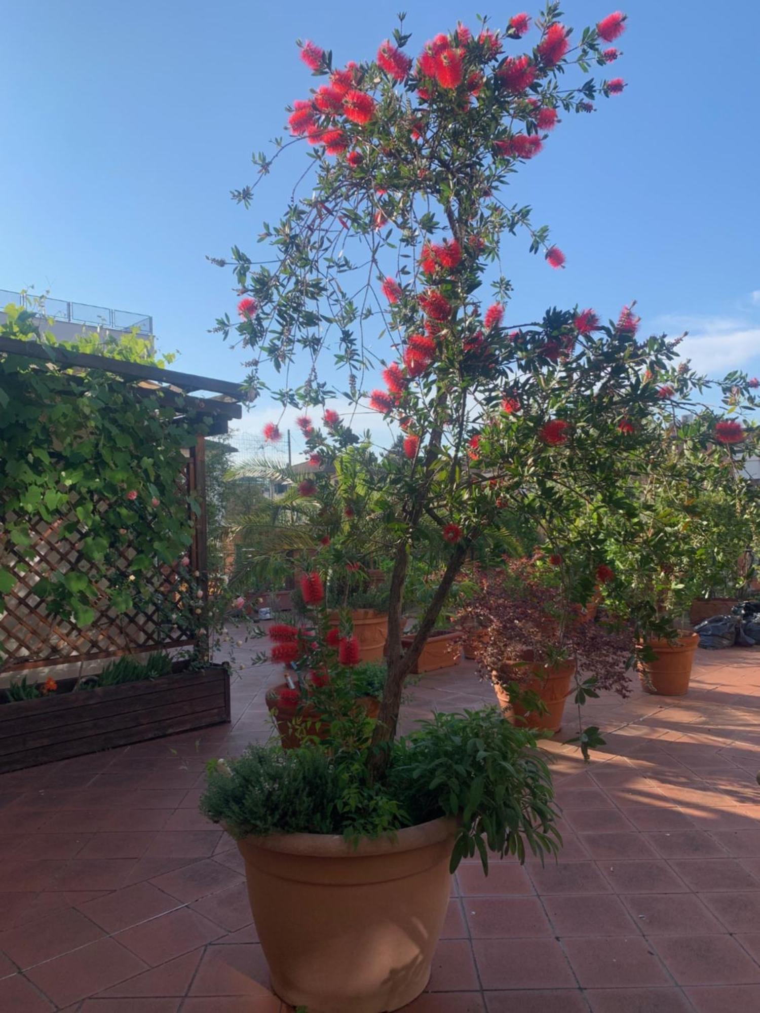Ferienwohnung La Terrazza Da Ernestina Lucca Exterior foto